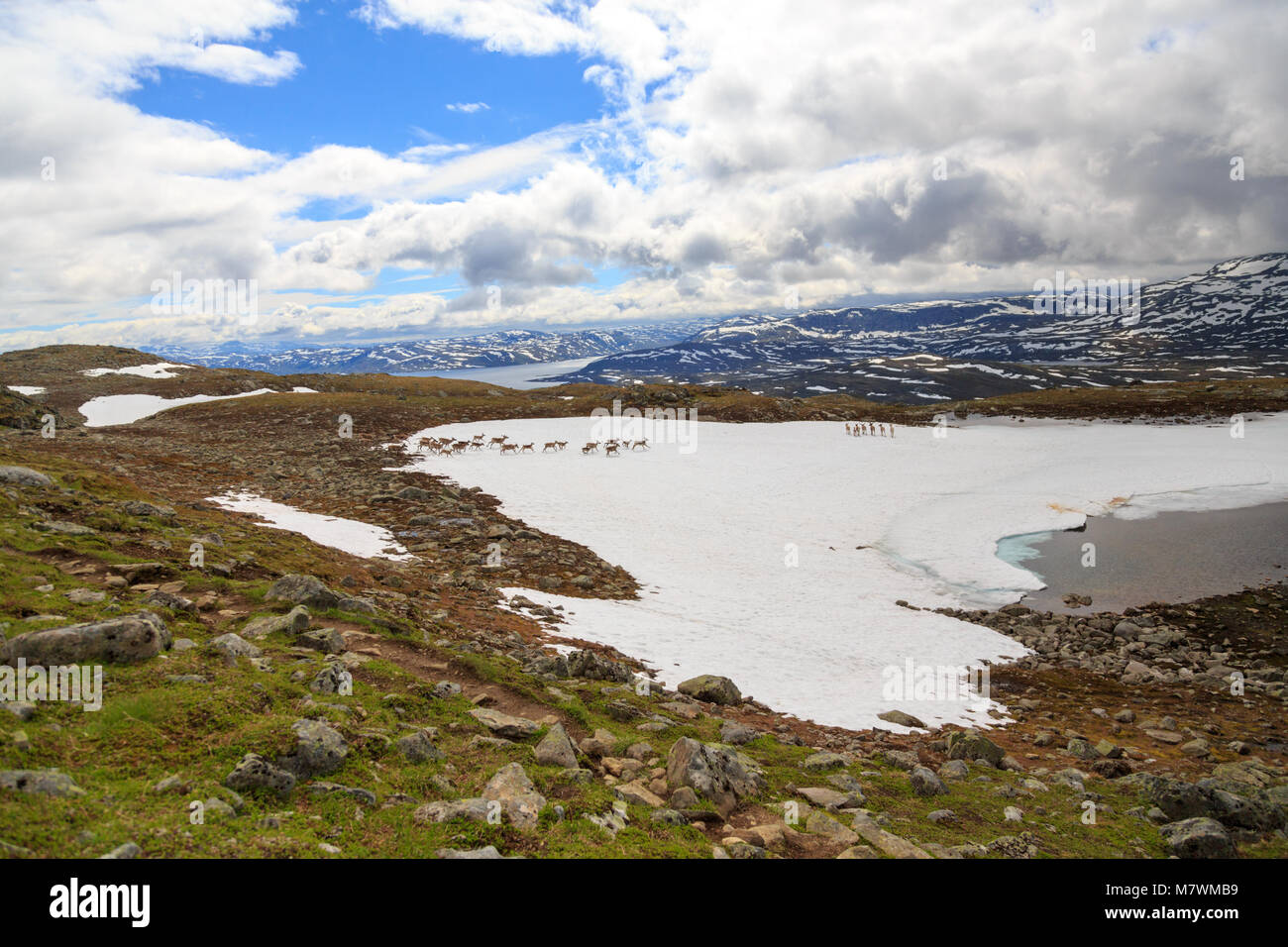 Un troupeau de rennes en travers d'une montagne en Norvège Jotunheimen Banque D'Images