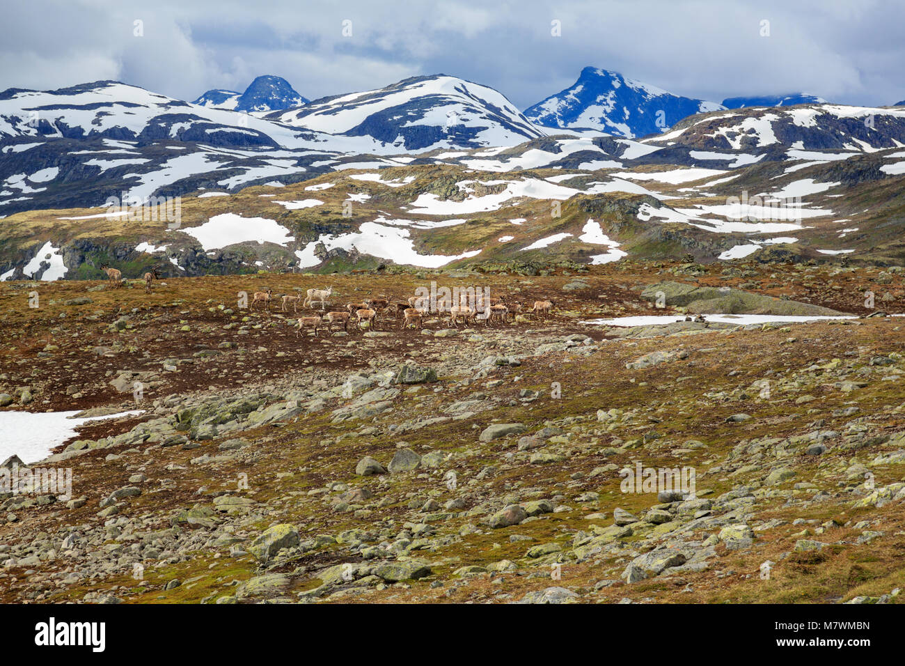 Troupeau de rennes à travers le sommet d'une montagne en Norvège Jotunheimen Banque D'Images