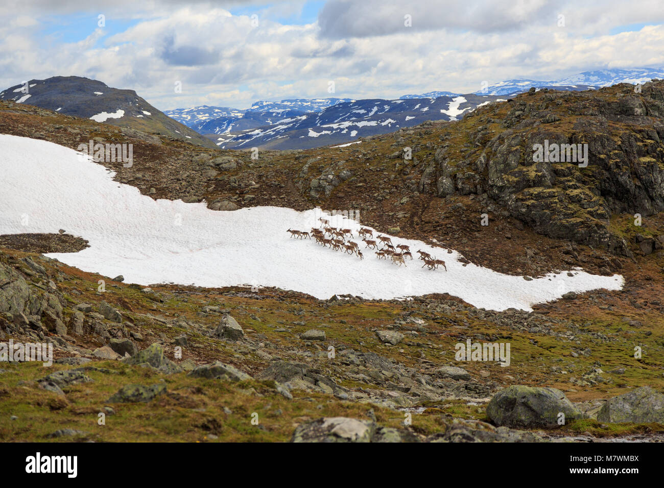 Troupeau de rennes à travers une montagne couverte de neige par endroits en Norvège Jotunheimen Banque D'Images