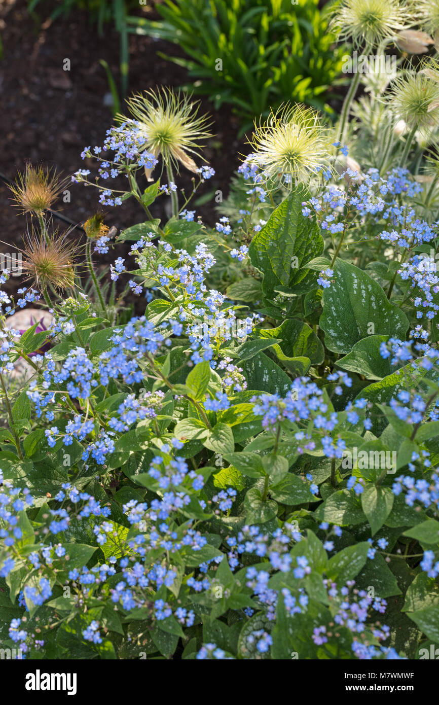 'Jack Frost', Kaukasisk förgätmigej Vipérine commune de Sibérie (Brunnera macrophylla) Banque D'Images