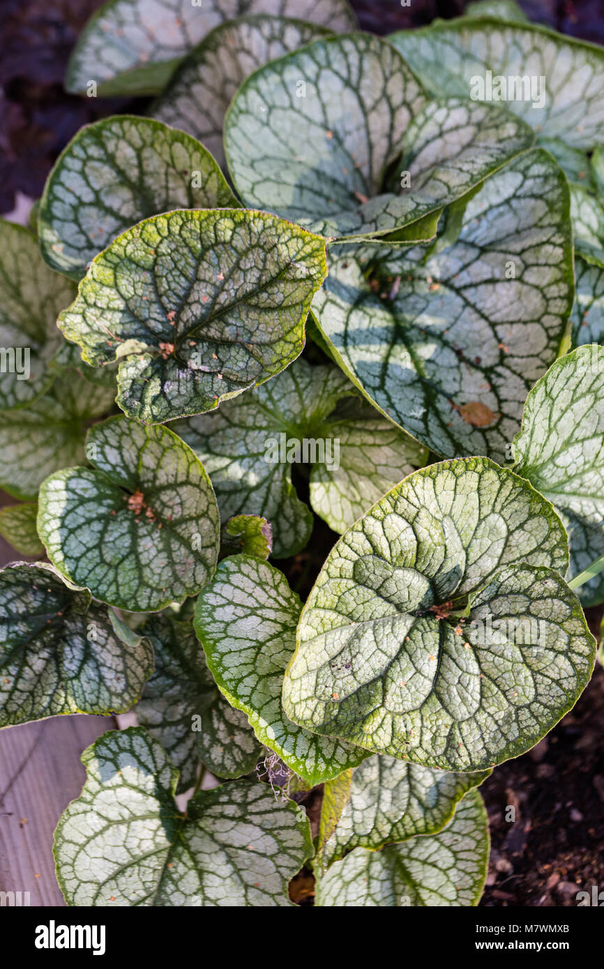 'Jack Frost', Kaukasisk förgätmigej Vipérine commune de Sibérie (Brunnera macrophylla) Banque D'Images