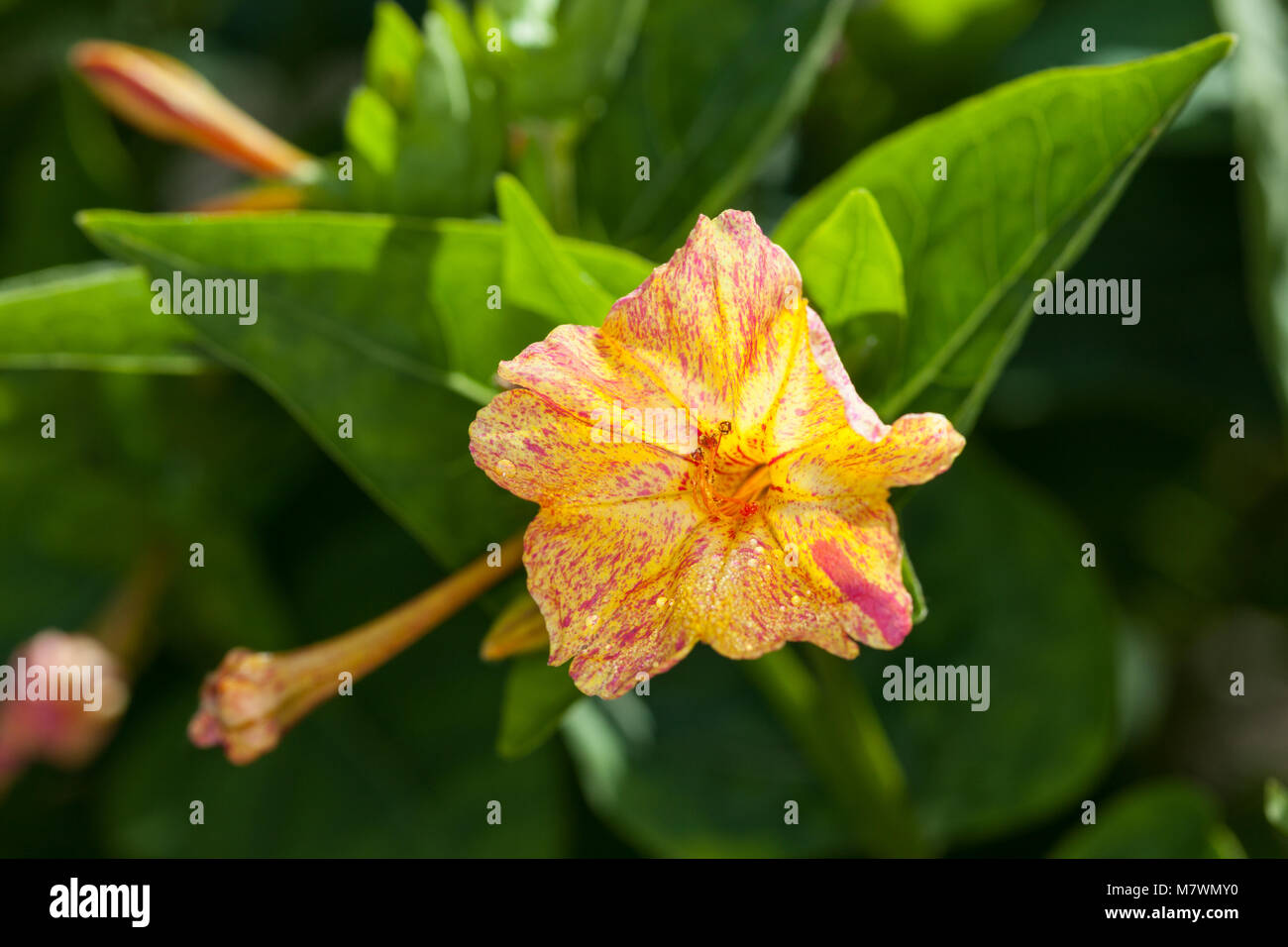 4 heures Fleur, Underblomma (Mirabilis jalapa) Banque D'Images