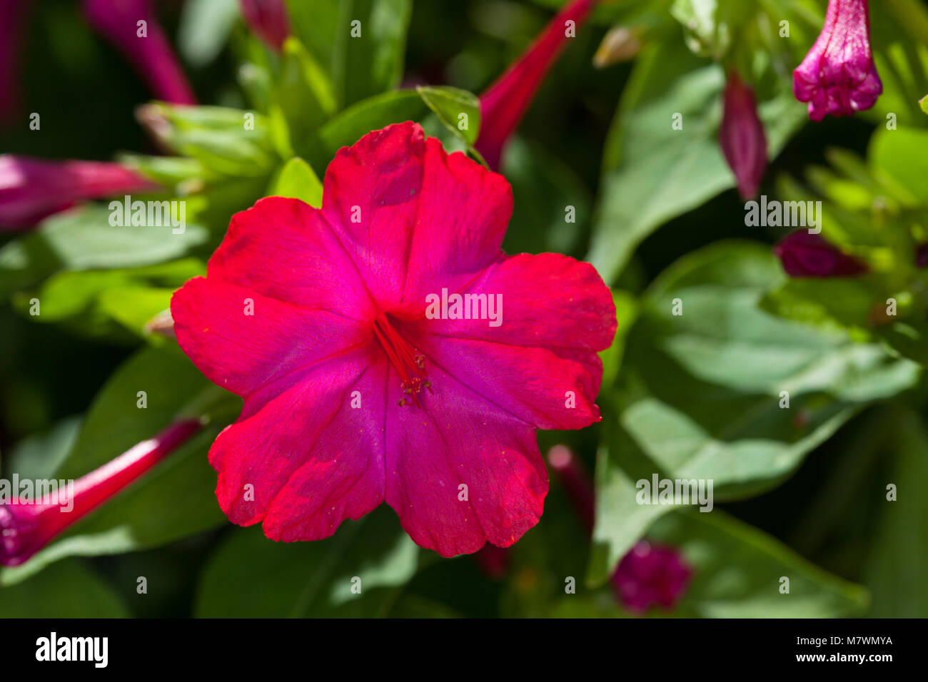 4 heures Fleur, Underblomma (Mirabilis jalapa) Banque D'Images