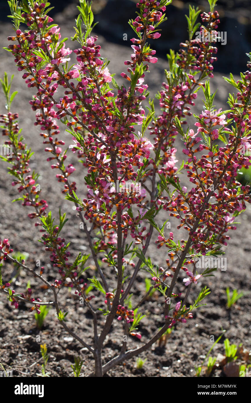 'Fire' Amandier nain de Russie, Dvärgmandel (Prunus tenella) Banque D'Images