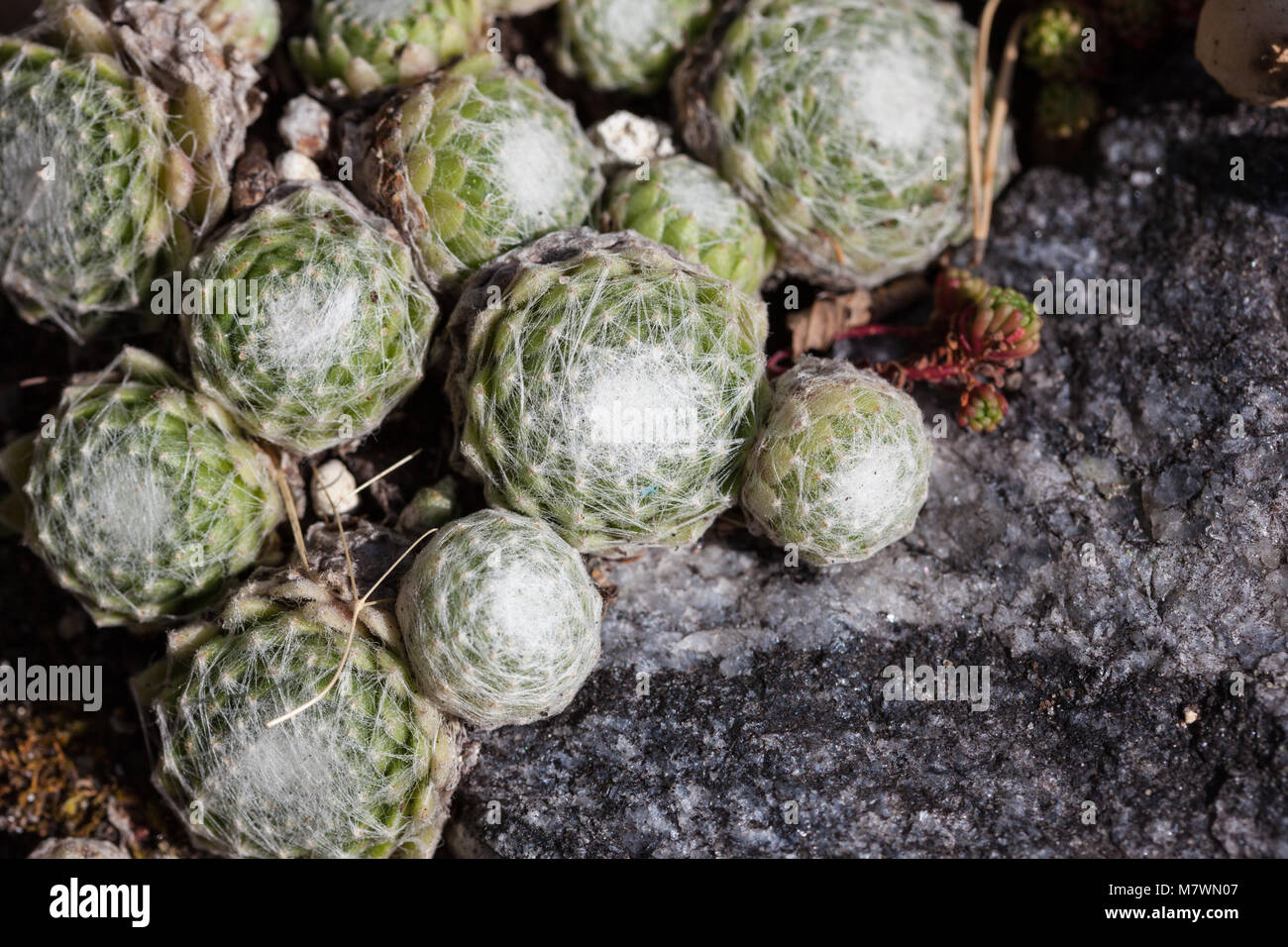 Cobweb Chambre-poireau, Spindelvävstaklök (Sempervivum arachnoideum) Banque D'Images