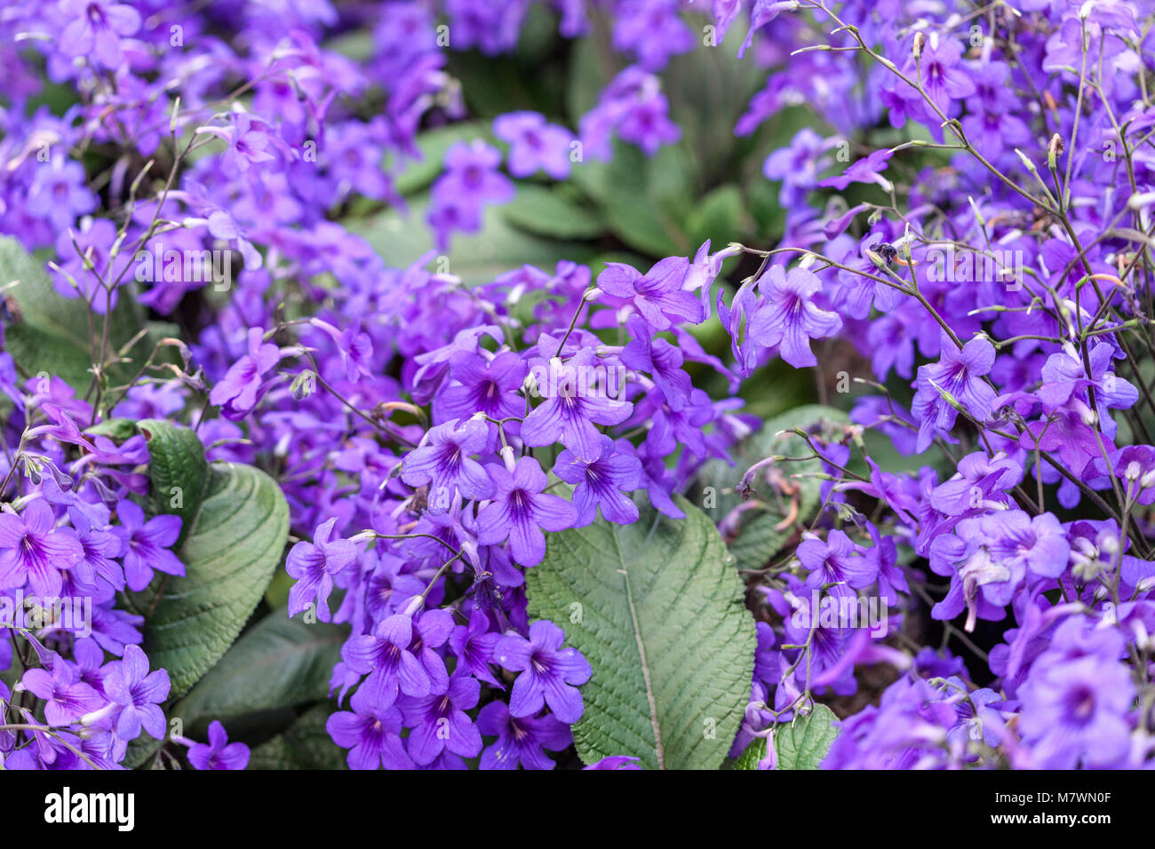 Cape Primrose, Kornettblomma (Streptocarpus hybrides) Banque D'Images