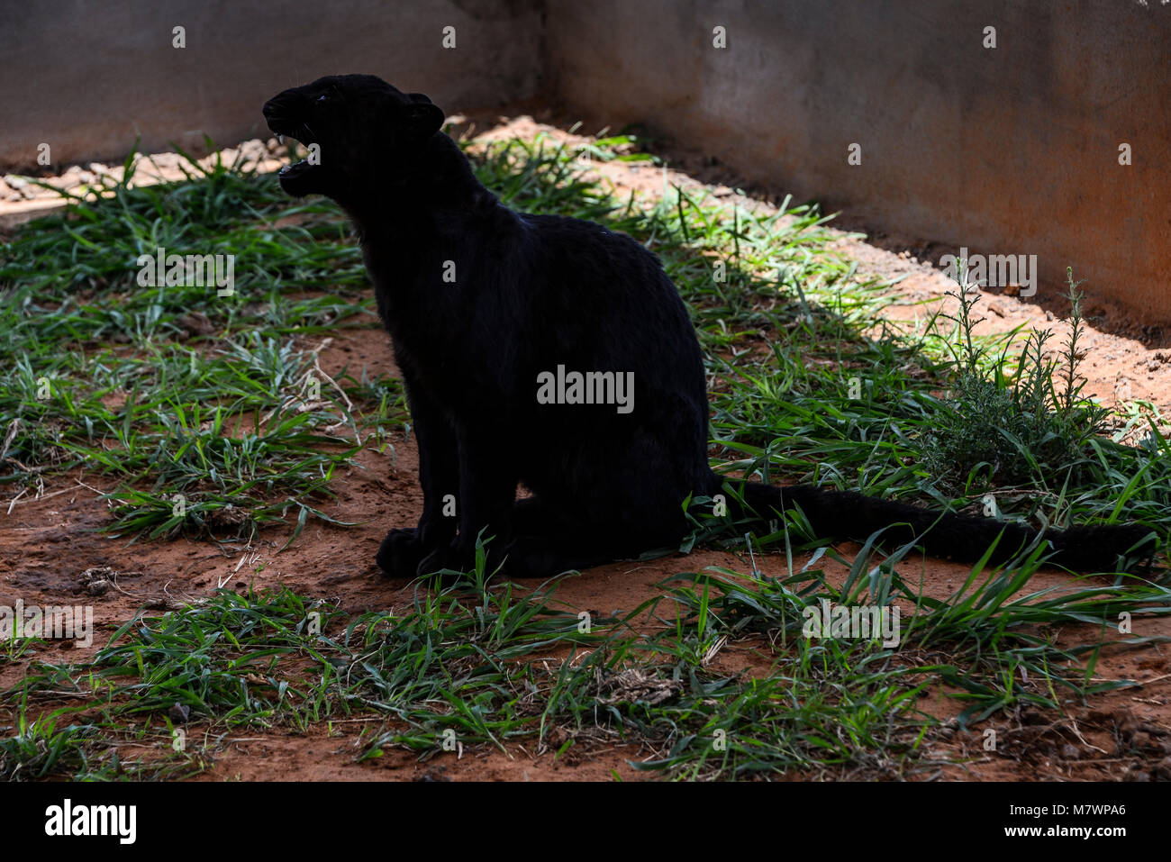 Un Africain noir léopard (Panthera pardus pardus) cub Banque D'Images