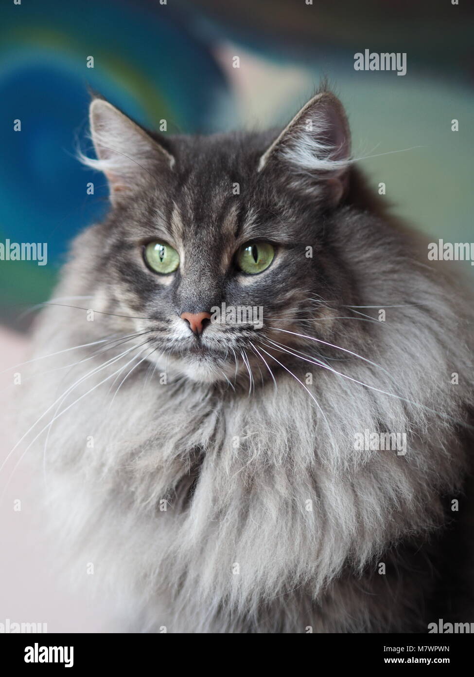 Bleu tabby majestueuse forêt norvégien chat femelle Banque D'Images