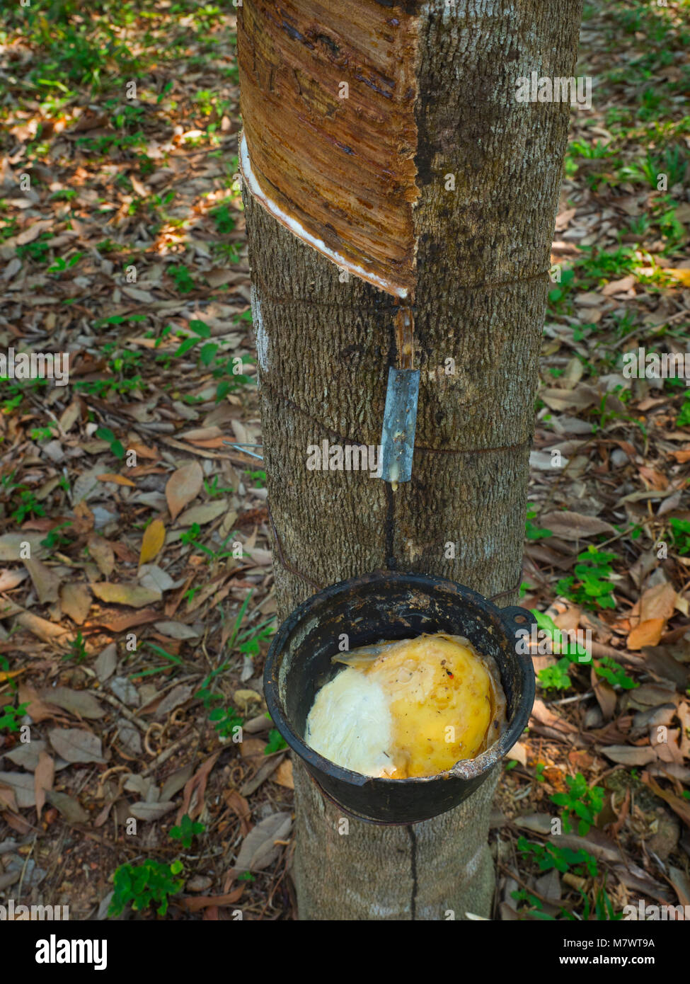 Arbre à caoutchouc Hevea brasiliensis a également appelé l'Inde en caoutchouc ou en caoutchouc Banque D'Images