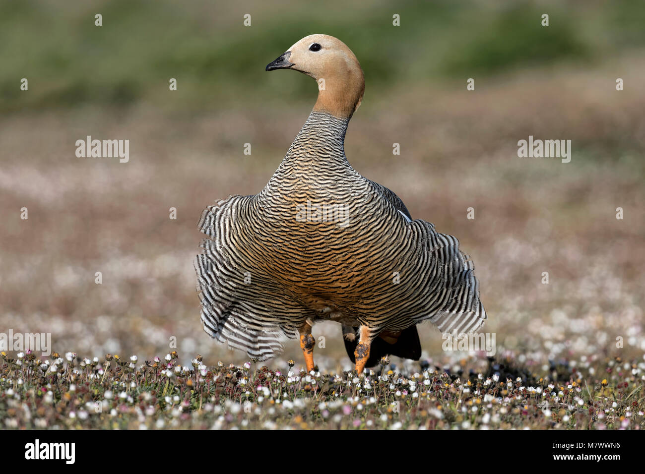 L'oie à tête de Ruddy avec des plumes soufflées de vent Banque D'Images