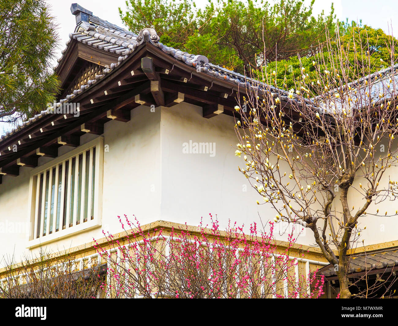 Le Japon fleurs de printemps en rose et blanc avec maison traditionnelle japonaise en arrière-plan Banque D'Images
