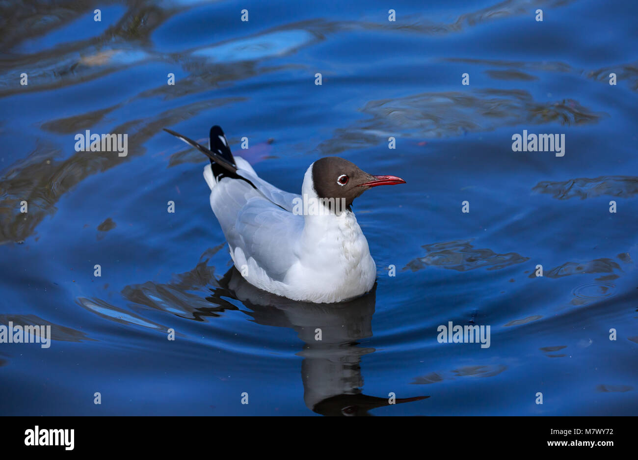 La mouette rieuse (Chroicocephalus ridibundus) est une mouette de petite taille qui se reproduit dans une grande partie de l'Europe et l'Asie, et aussi dans les régions côtières de l'Est du Canada. Banque D'Images