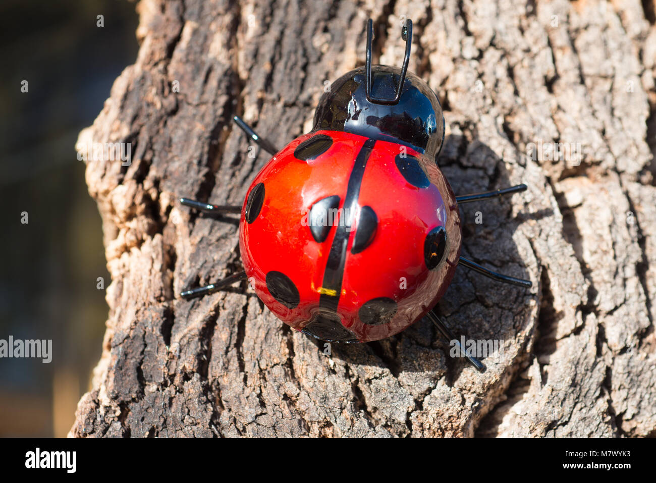 Coccinelle tachetée rouge vif on tree Banque D'Images