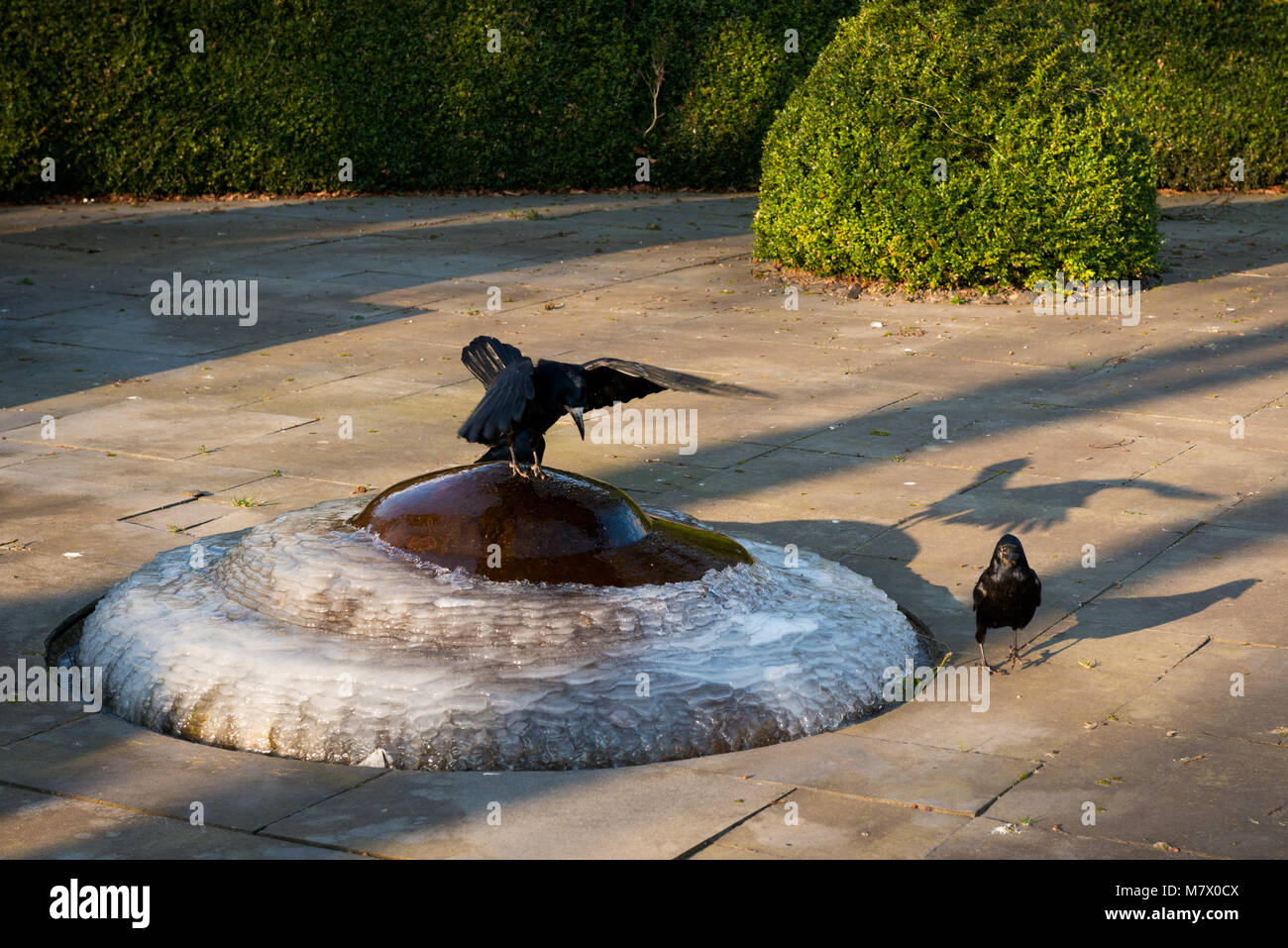 Ravens perçant et buvant de l'eau sur une petite fontaine glacée congelée en milieu urbain Banque D'Images