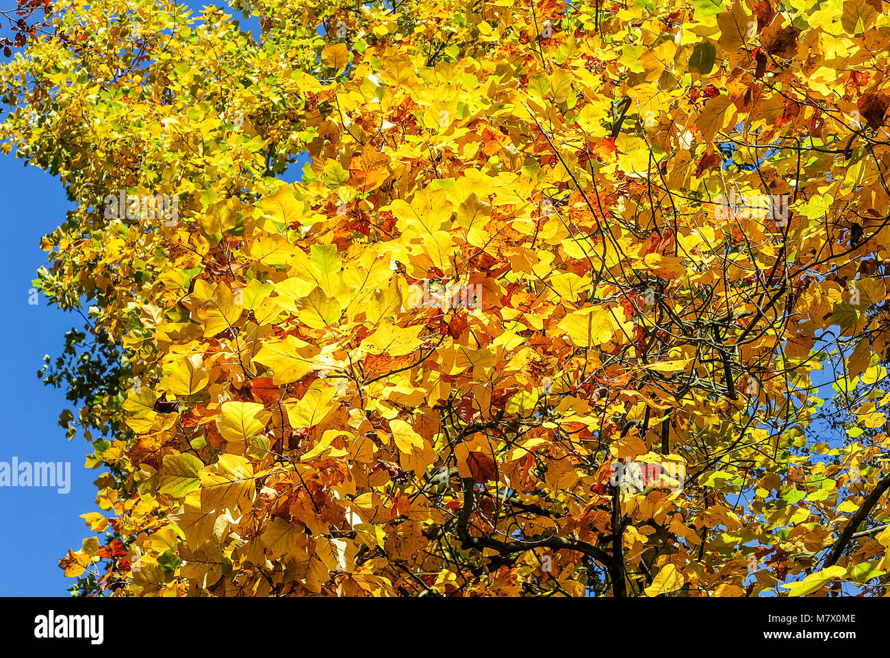 Tulipier de Virginie (Liriodendron tulipifera) dans la splendeur d'automne jaune d'or Banque D'Images