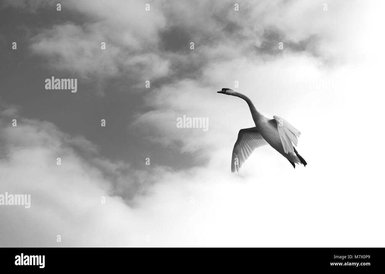 Rare de voir noir et blanc cygne muet aérodynamique entrée en terre avec ailes déployées à la concorde comme en noir et blanc contre un clou Banque D'Images
