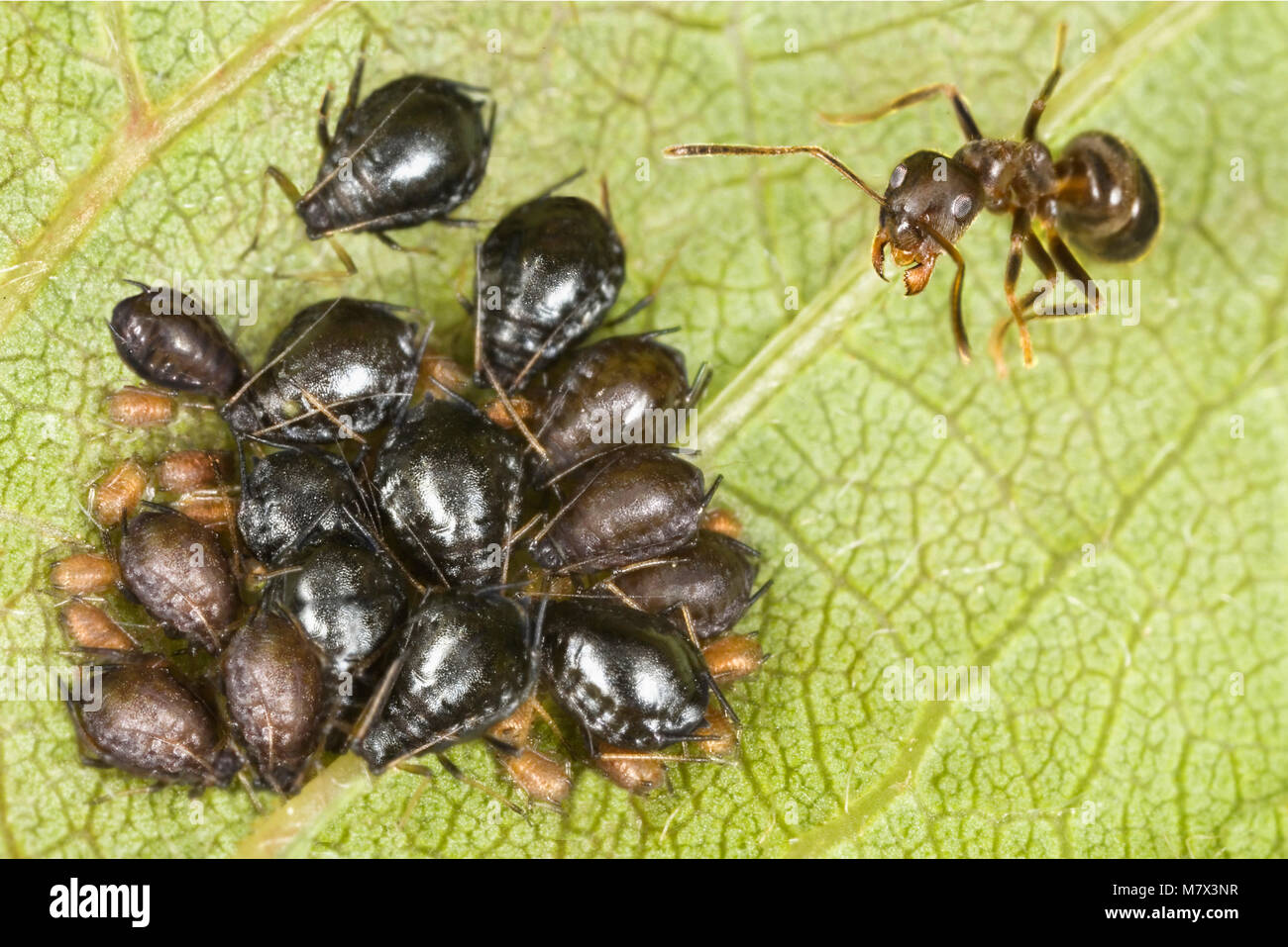 Fourmi et pucerons sur une feuille d'arbre de la cerise Banque D'Images