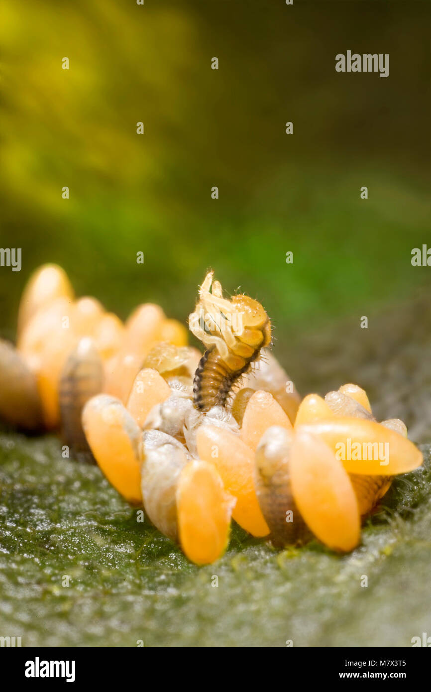 L'éclosion coccinelle ladybird : l'éclosion Photo Stock - Alamy