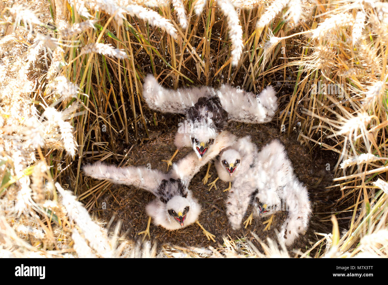 Harrier Montagus, noir et blanc de jeunes oiseaux dans leur nid au milieu d'un champ de blé poulard. Circus pygargus Busard Montagus : Banque D'Images Harrier Montagus, noir et blanc de jeunes oiseaux dans leur nid au milieu d'un champ de blé poulard. Circus pygargus Busard Montagus : Banque D'Images