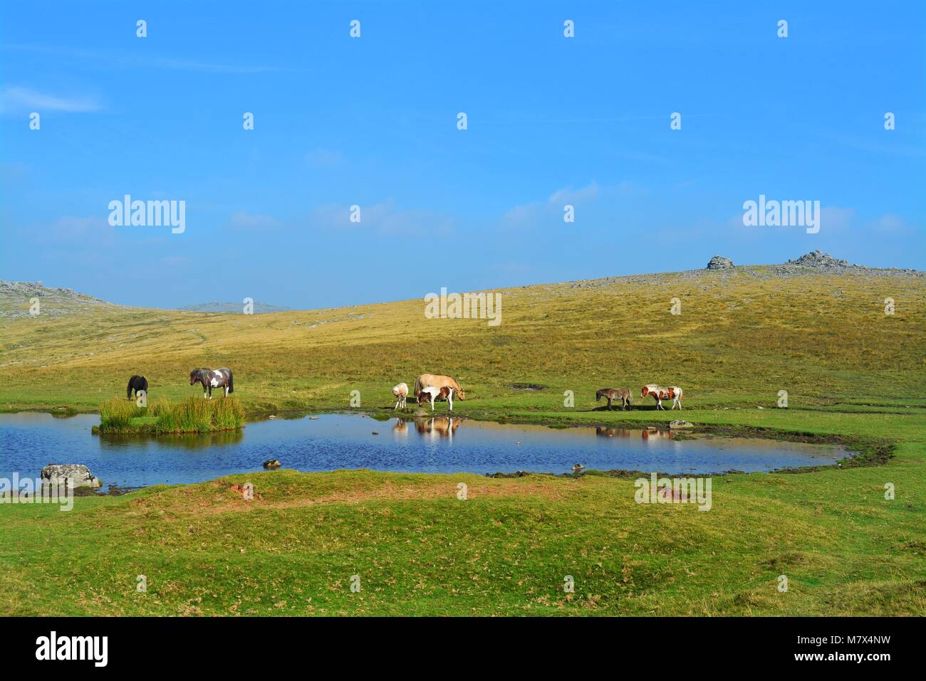 Poney Dartmoor poulain et le pâturage dans le Dartmoor National Park - Devon, Angleterre - poneys et poulains en septembre (été) Banque D'Images