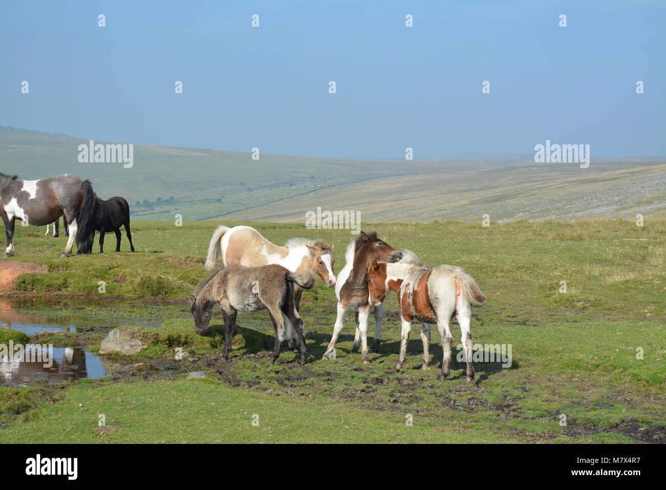 Poney Dartmoor poulain et le pâturage dans le Dartmoor National Park - Devon, Angleterre - poneys et poulains en septembre (été) Banque D'Images