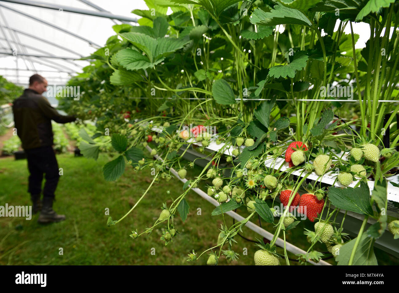Puiseux (nord de la France) : les fraises cultivées en culture Puiseux (nord de la France) : les fraises cultivées en culture