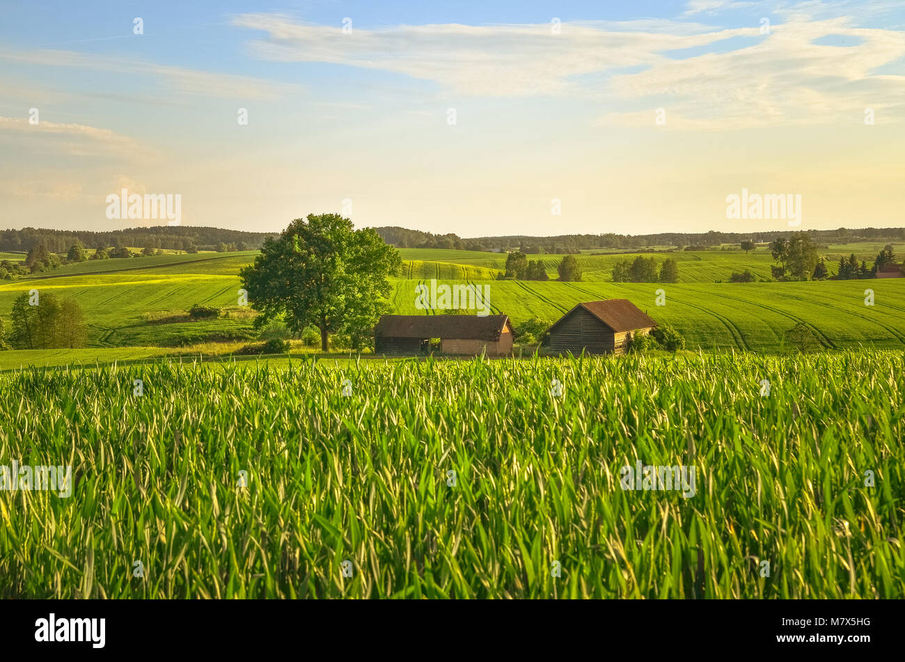 Paysage d'été - Pologne Warmia Banque D'Images