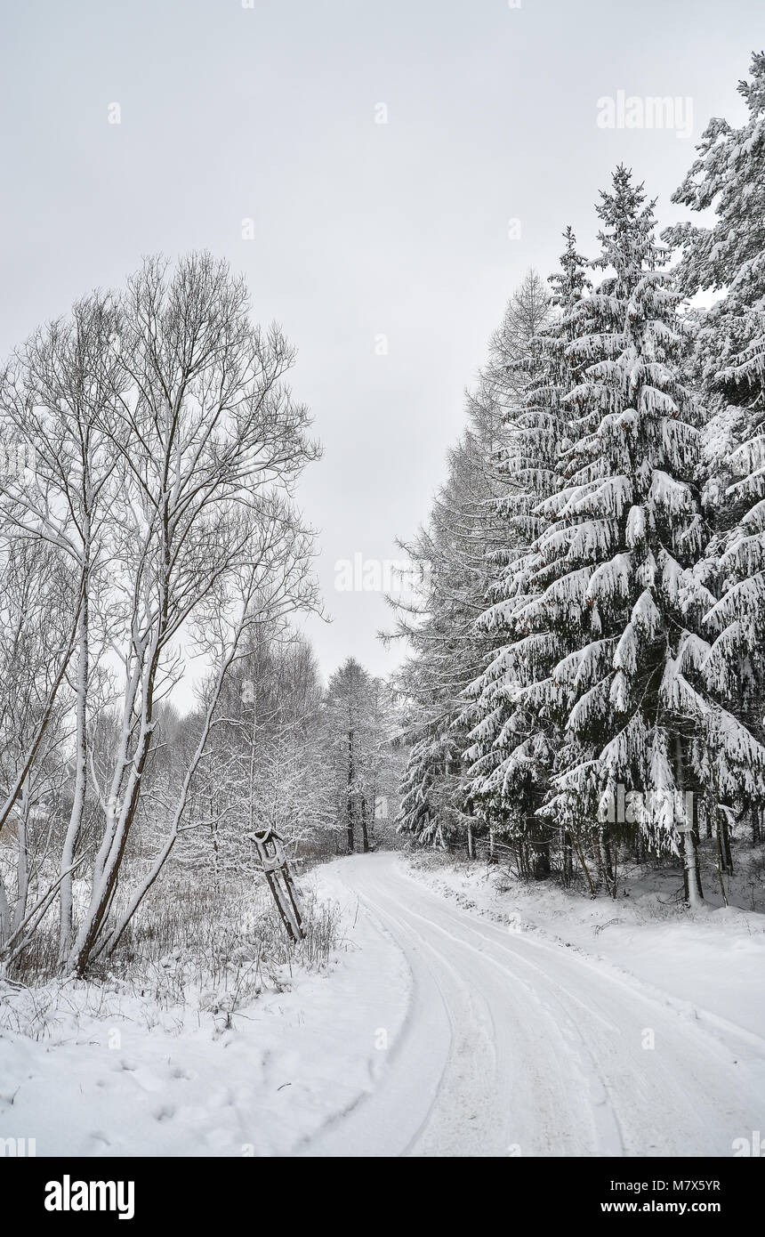 Route de la forêt d'hiver Banque D'Images