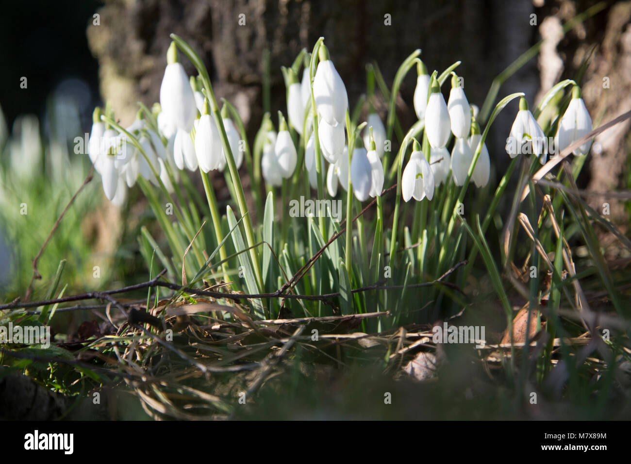 Close up of snowdrops qui sortent au printemps Banque D'Images