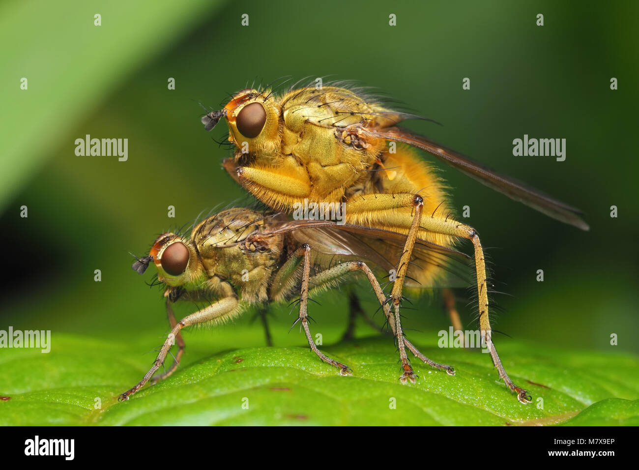 Paire d'accouplement de mouches (Bouse jaune Scathophaga stercoraria) perché sur un quai feuille. Tipperary, Irlande Banque D'Images