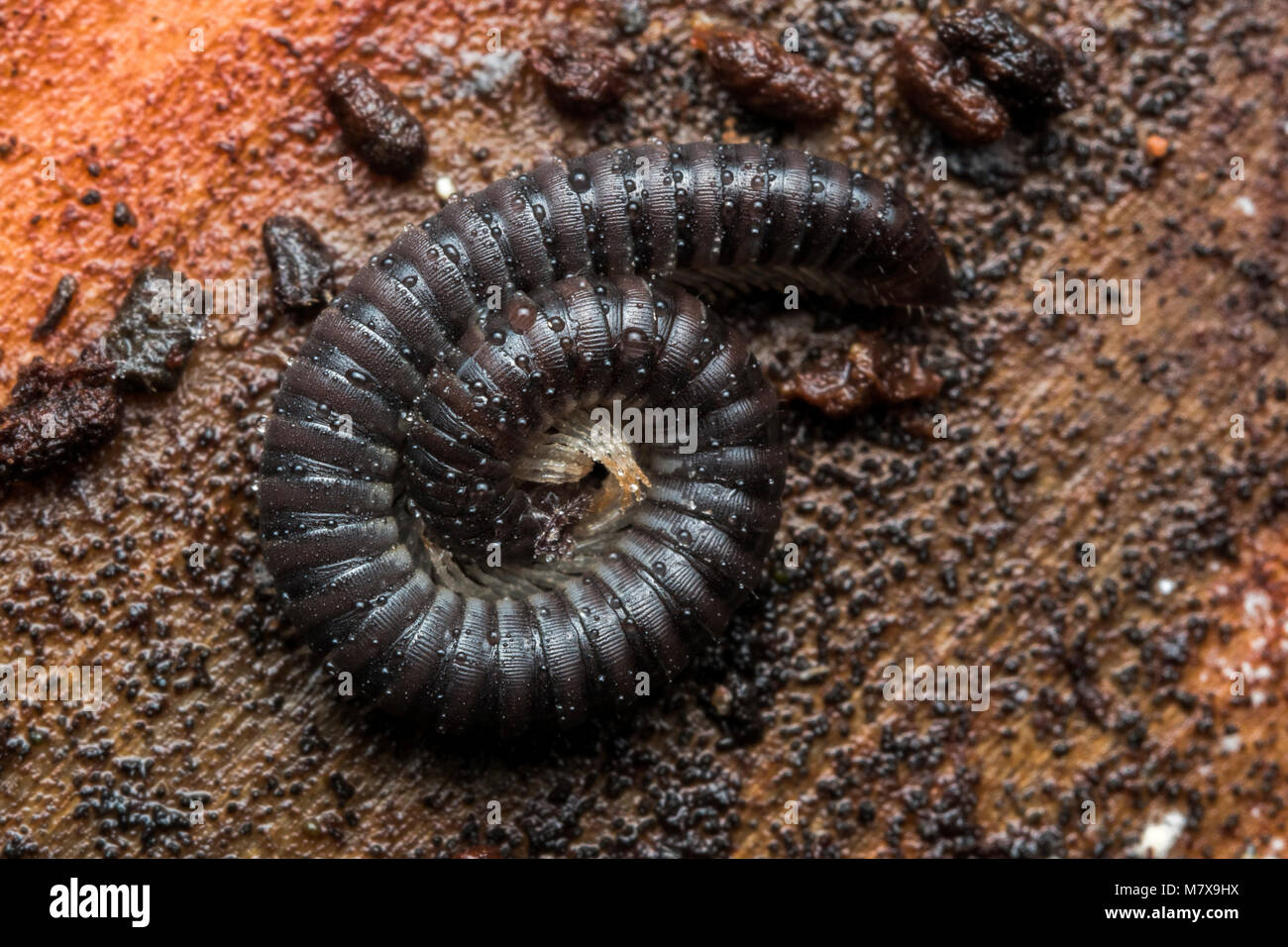 Serpent à pattes blanches (Tachypodoiulus niger Millipèdes) recroquevillé dans pose défensive sur l'écorce des arbres. Tipperary, Irlande Banque D'Images