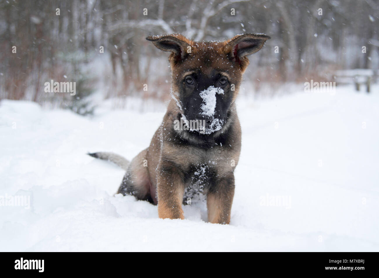 Chiot berger allemand dans la neige Banque D'Images