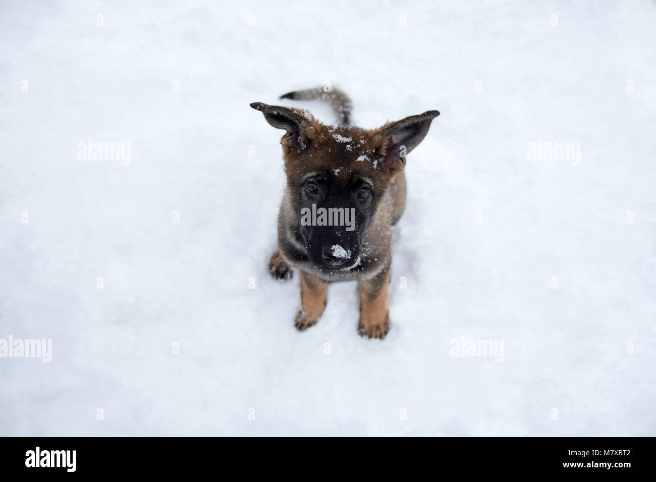 Chiot berger allemand dans la neige Banque D'Images