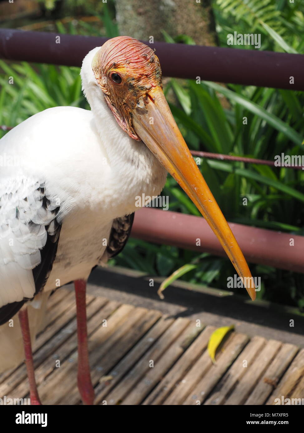 Stork - Pygargue à tête peut être belle Banque D'Images