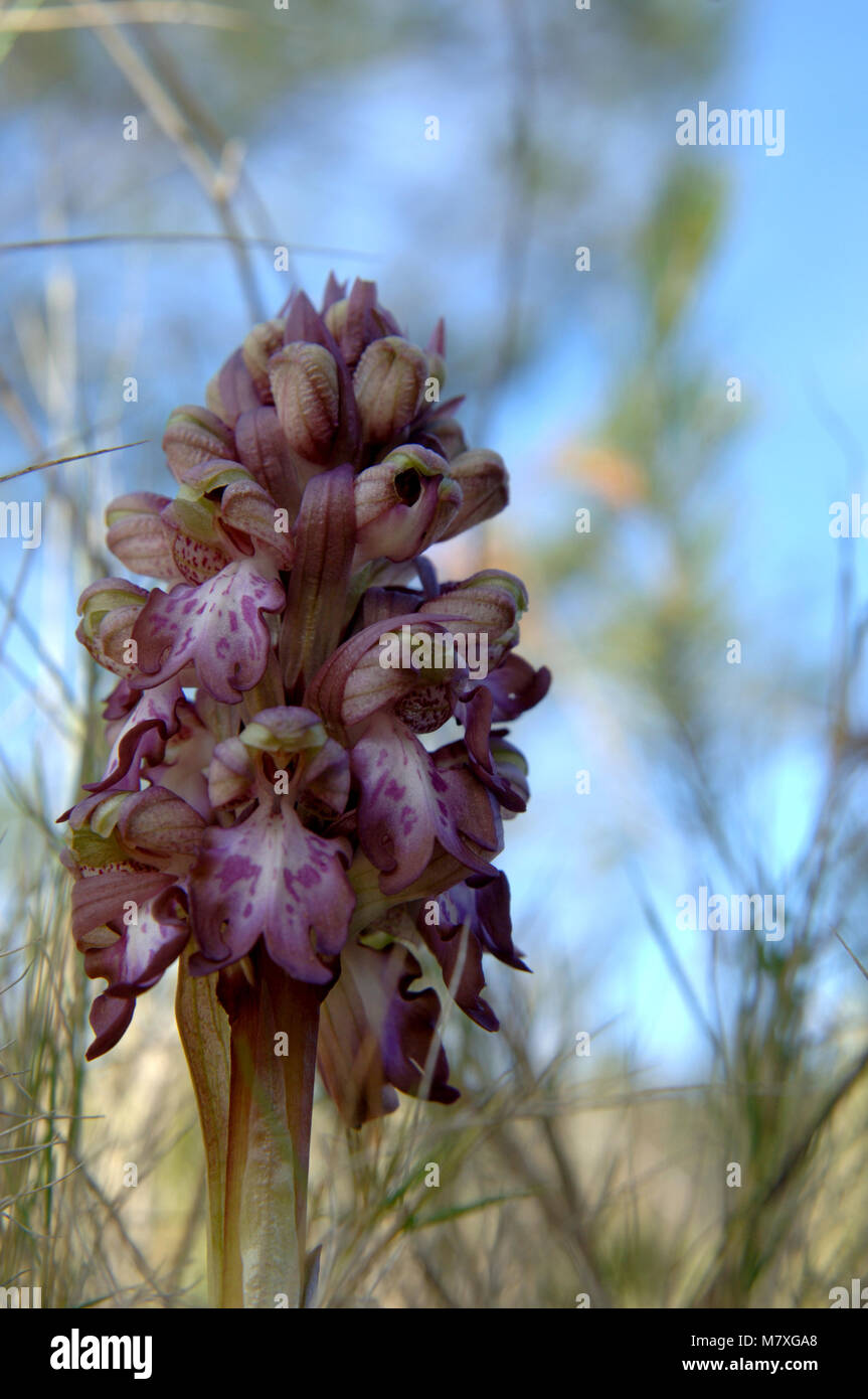 Une orchidée géante, himantoglossum robertianum, poussent à l'état sauvage en Provence, France. L'une des premières fleurs du printemps. Banque D'Images