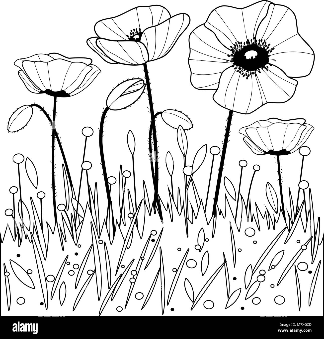 Fleurs de pavot. Livre de coloriage noir et blanc la page Illustration de Vecteur