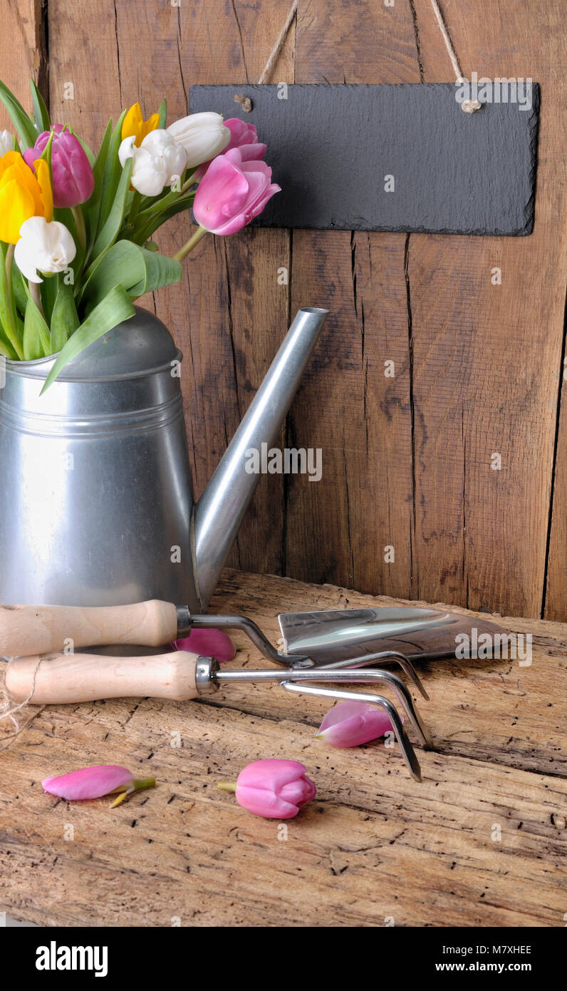 Tulipes dans un arrosoir en métal avec des outils de jardinage et une ardoise sur fond de bois Banque D'Images