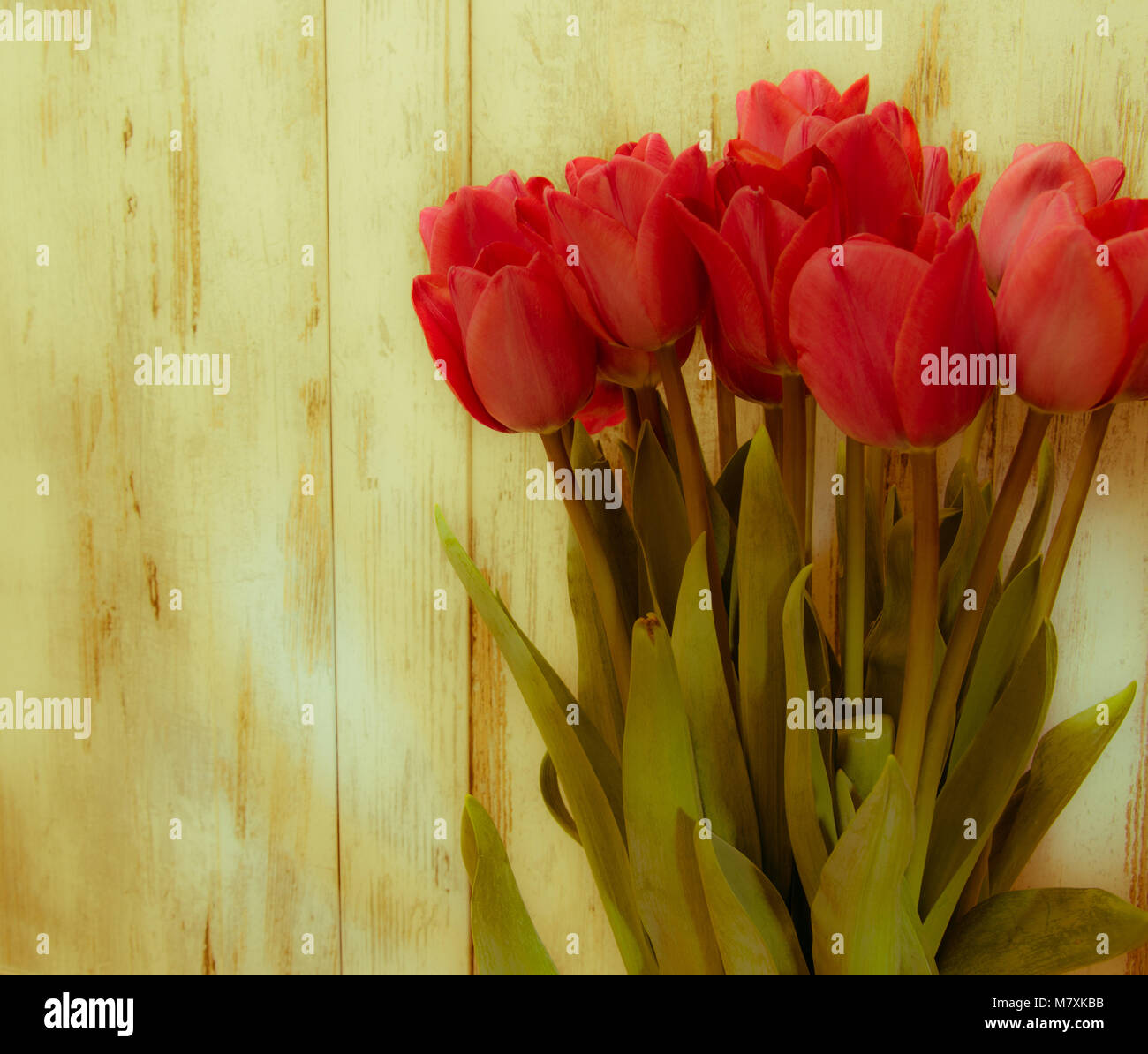 Établi de tulipes vintage retro Banque D'Images