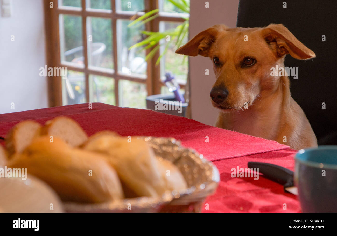 Smart dog at table Banque D'Images