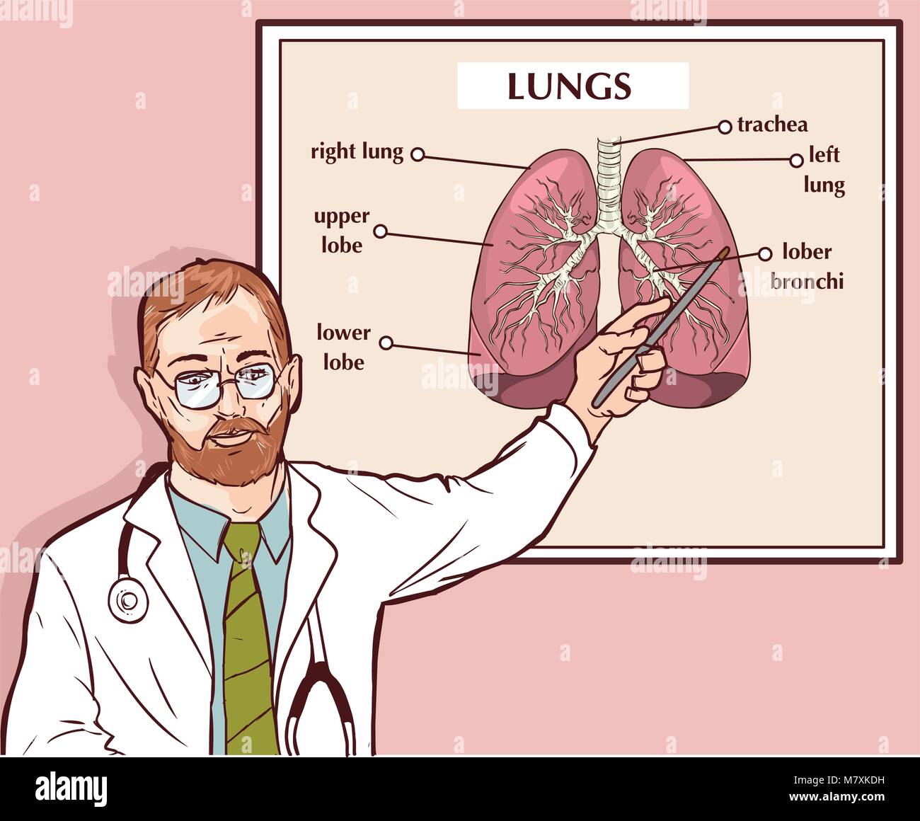 Vector illustration d'un médecin en expliquant les poumons Illustration de Vecteur