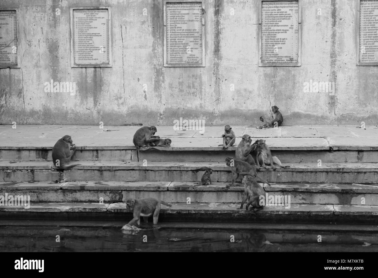 Photographié le singe à la monkey temple dans Jaipur. Banque D'Images