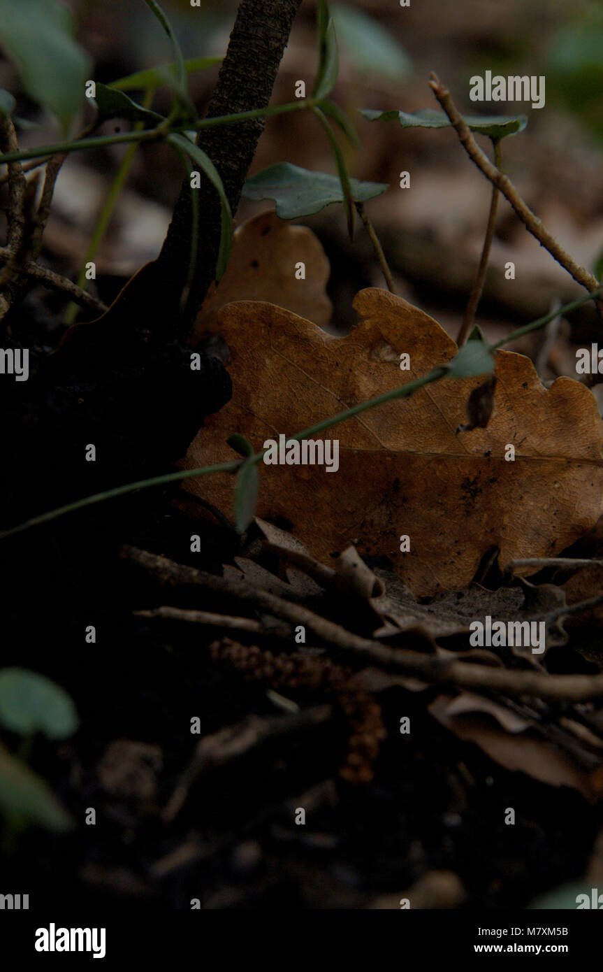 Le sol de la forêt, des arbres tombés, le bois en décomposition, les feuilles mortes et de lierre. Banque D'Images