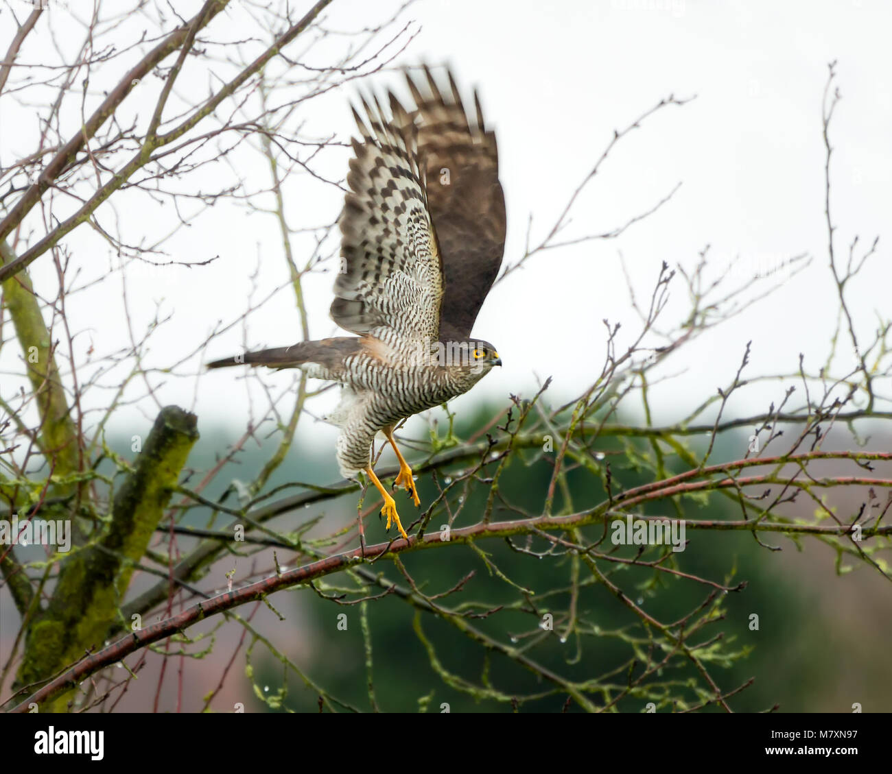 Une longue queue d'eurasie, Accipiter nisus, décollant de c'est la perche dans un jardin par une journée d'hiver, Rhénanie, Allemagne Banque D'Images