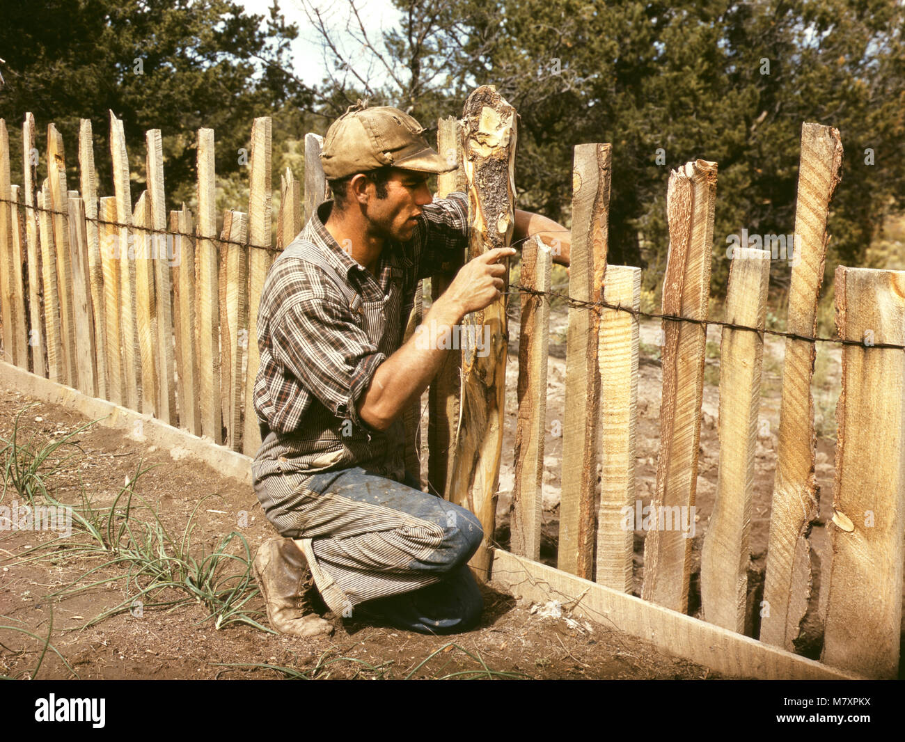 Whinery Jack, fermier, la réparation de clôture qu'il a construit avec dalles, Pie Town, New Mexico, USA, Russell Lee pour la Farm Security Administration - Bureau de la guerre, de l'Information Septembre 1940 Banque D'Images