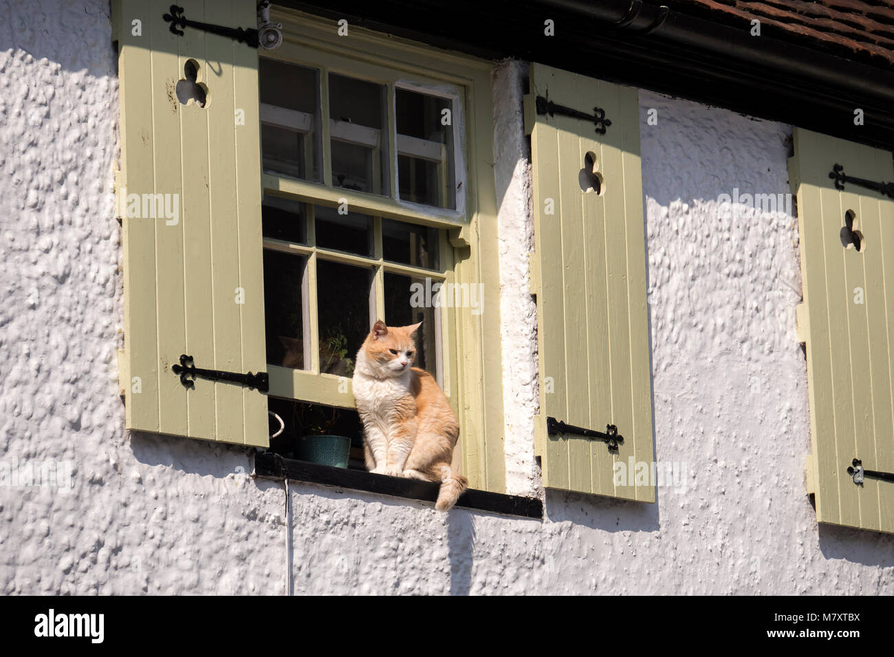 La fenêtre de chat sur cill Banque D'Images