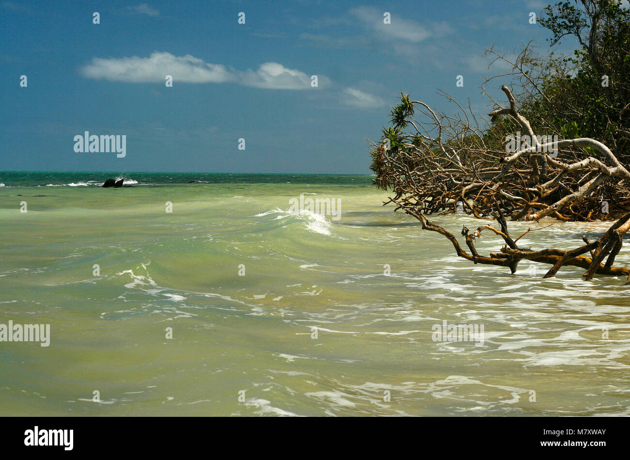 La mangrove. L'île de Lifuka. îles Ha'apai. Tonga. Polynésie française Banque D'Images