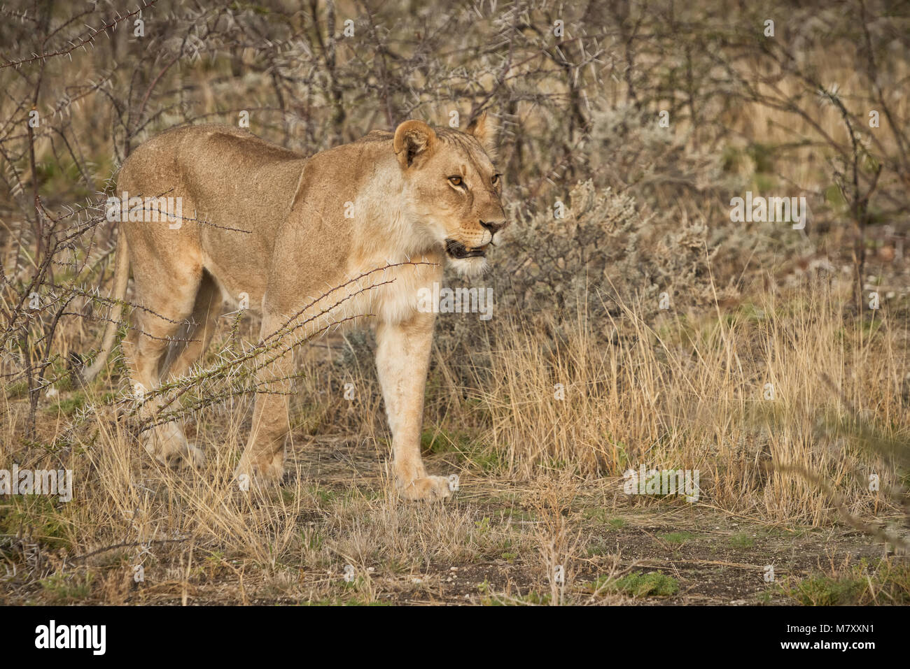 Lionne marche chez les arbustes de la savane africaine. La Namibie. Banque D'Images