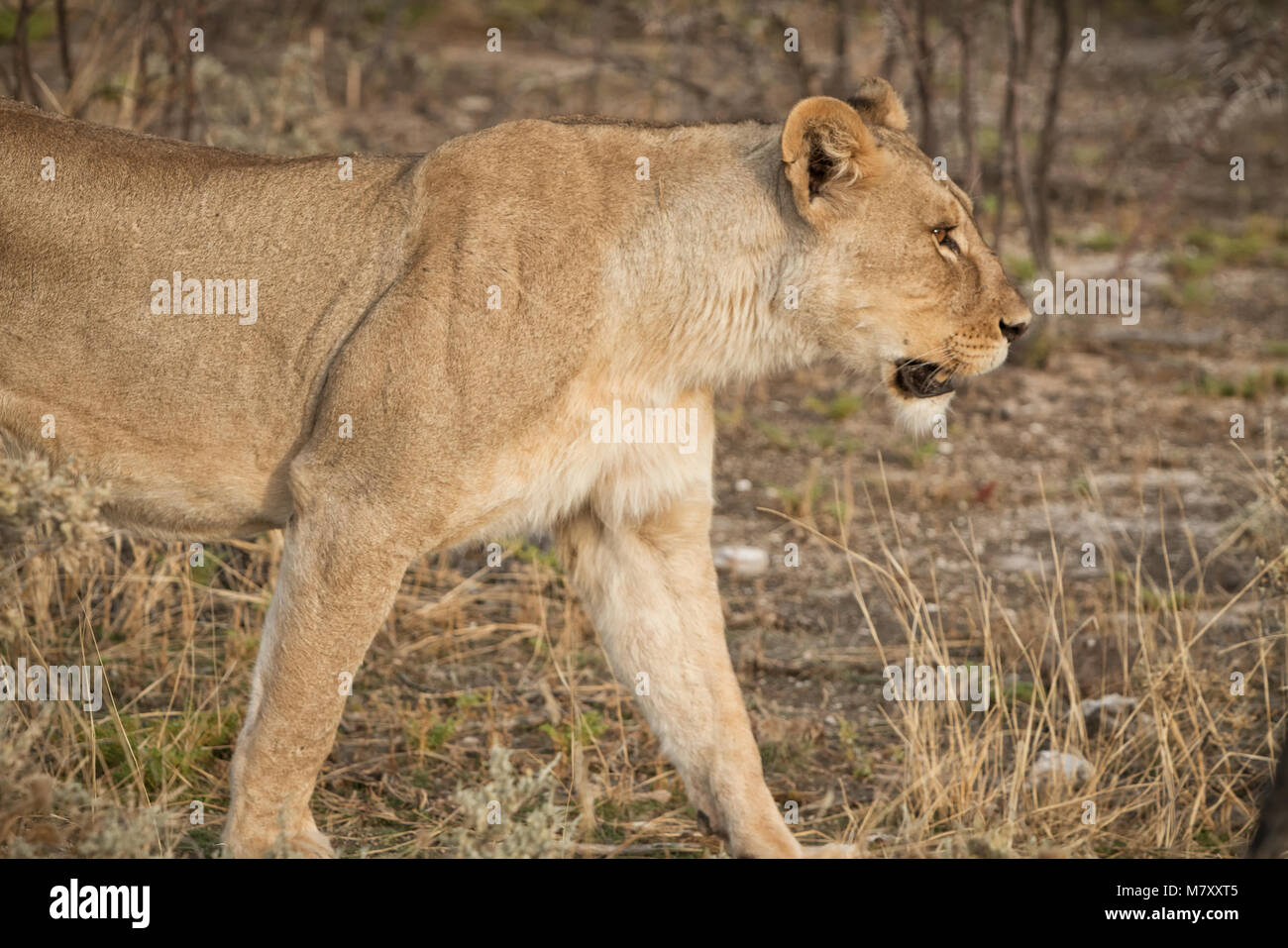 Lionne marche chez les arbustes de la savane africaine. La Namibie. Banque D'Images