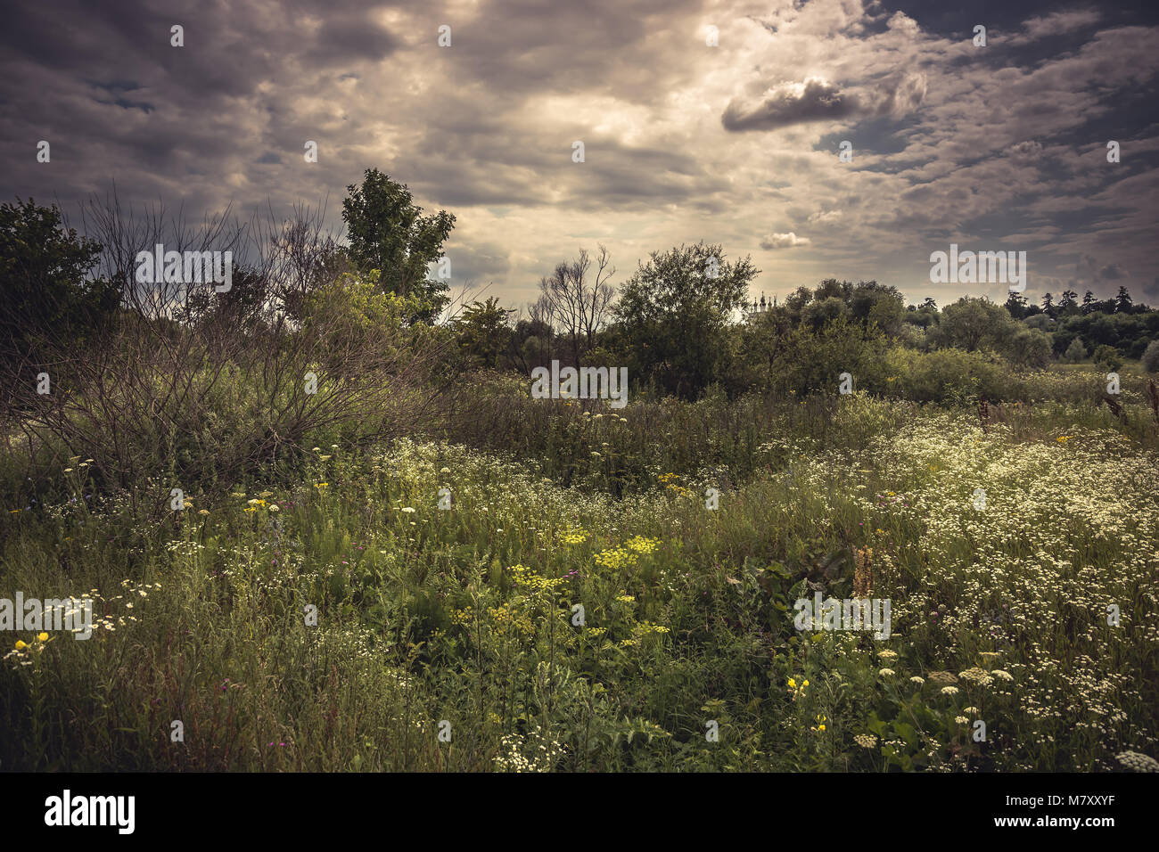 Paysage de campagne rustique prairie d'été avec des fleurs et dramatique moody sky Banque D'Images