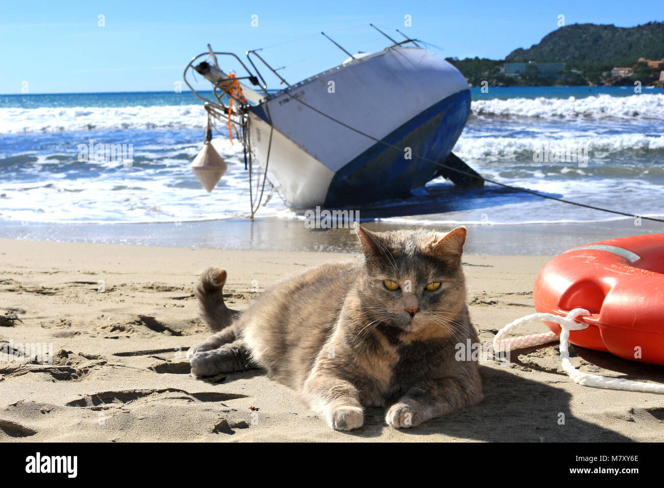 Les chats domestiques, écaille, à la plage Banque D'Images